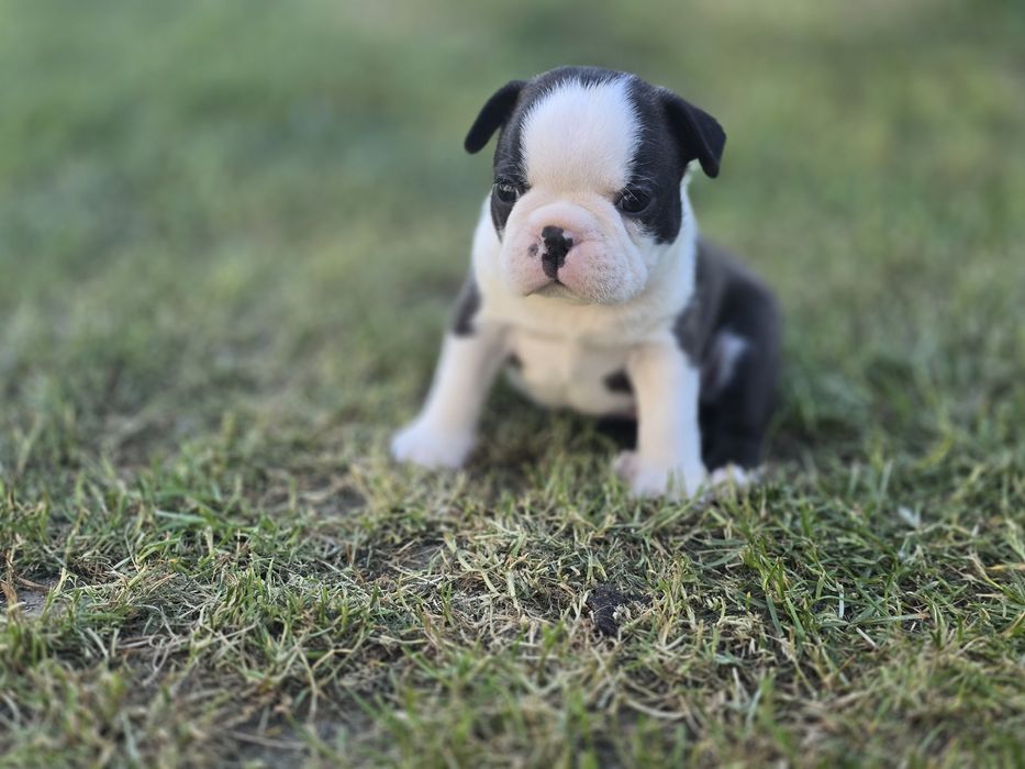 Boston Terrier chłopczyk