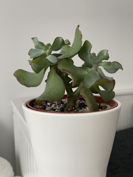 Crassula arborescens Silver Dollar