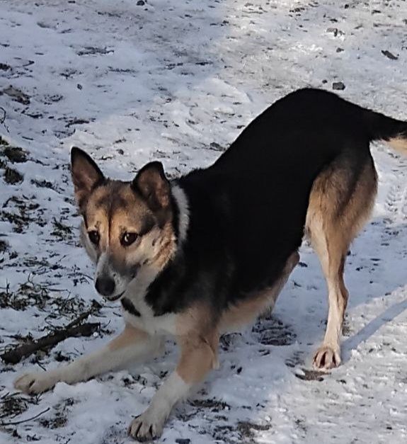 Отдам даром в добрые руки собачку метис небольшой породы
