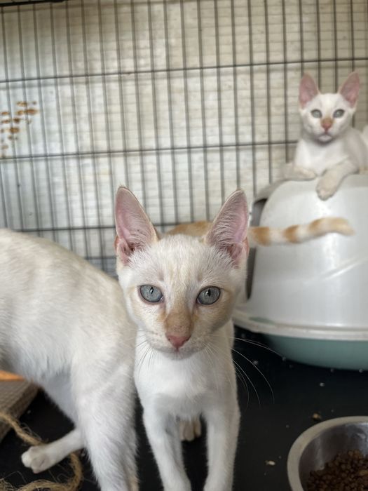 3 Gatinhos Branquinhos meiguinhos!