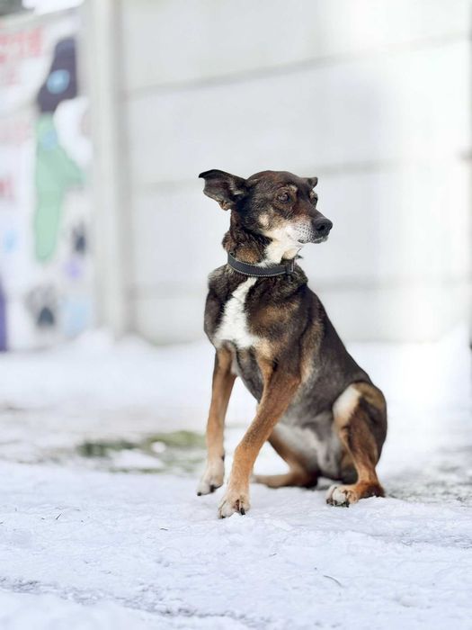 Mokka - czy będzie miała kiedykolwiek dom?
