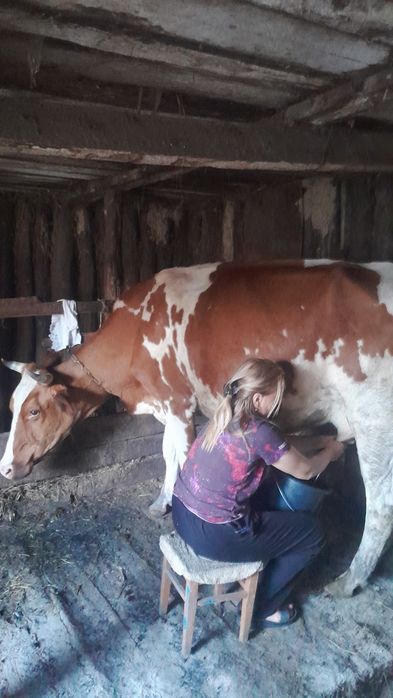 Продам Корову 35 тисяч торг возможен