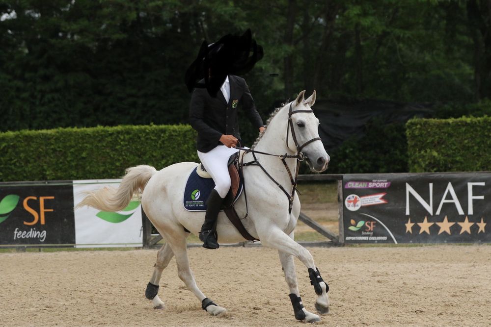 Cavalo cruzado castrado