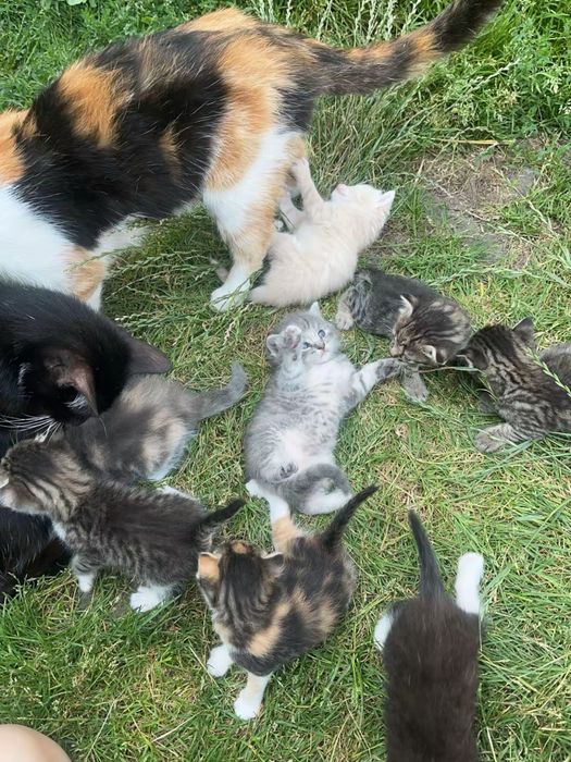 Відам котиків в добрі руки
