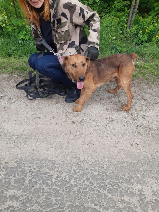 Śliczny mały piesek Dingo do adopcji ze schroniska.