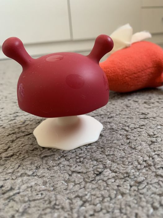 Grzybek mombella gryzak