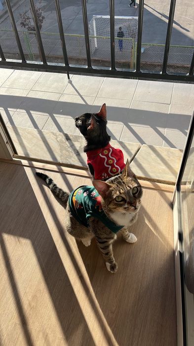 ADOÇÃO RESPONSÁVEL – MIMO & FELÍCIA