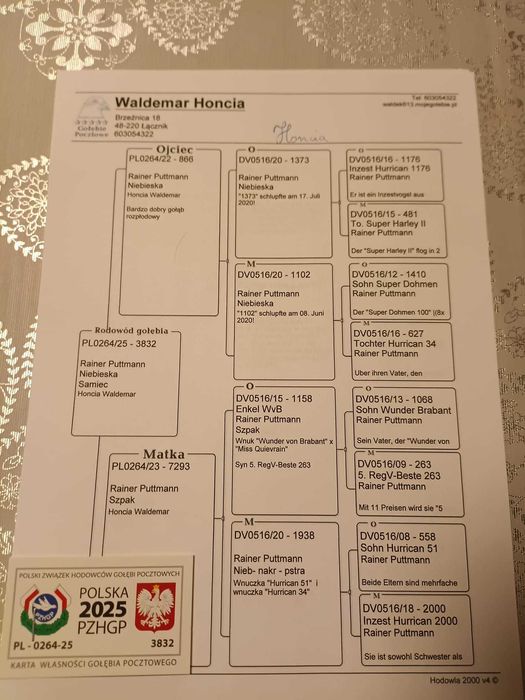 Sprzedam gołębie pocztowe po org. Puttmann.