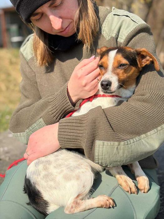 097100 Archie do adopcji.