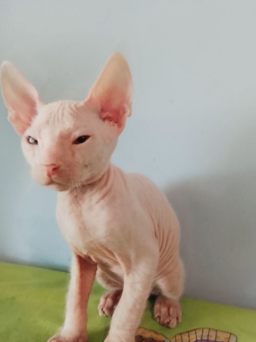 Продажам котят донского сфинкса.   Род 23 04