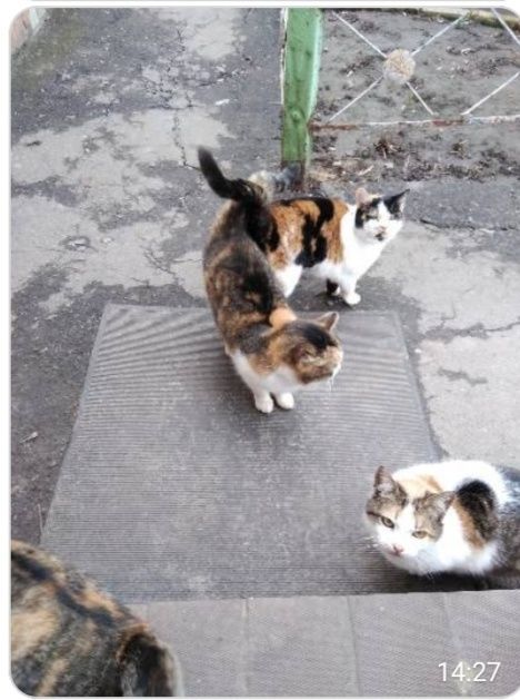 Стерелізовані котики в добрі руки