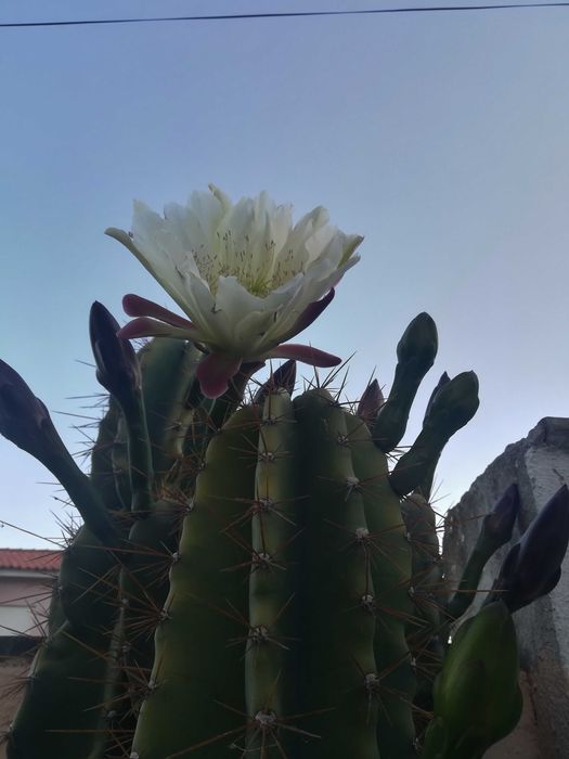 Cato Cereus Mandacaru e OUTROS