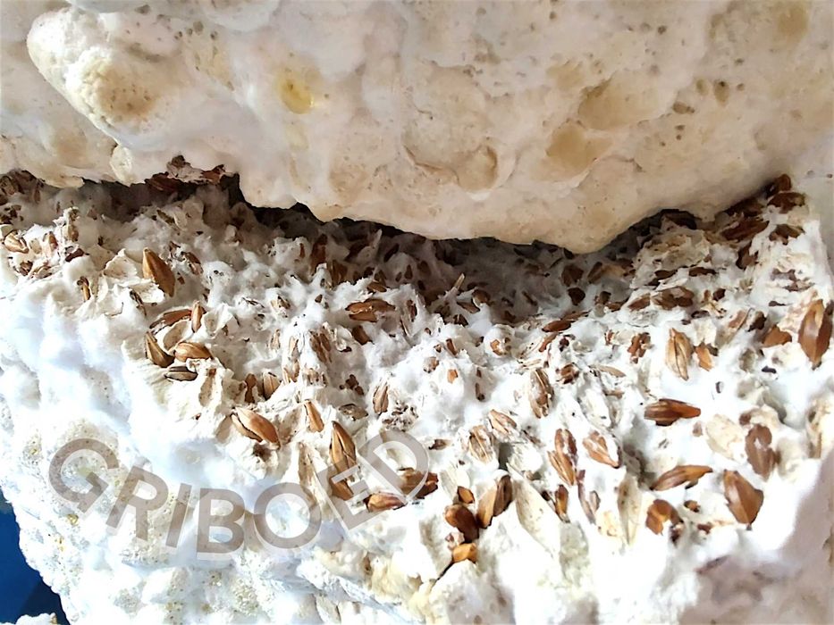 Ежевик гребенчатый (Герициум). Сухой перемолотый 100 грамм.