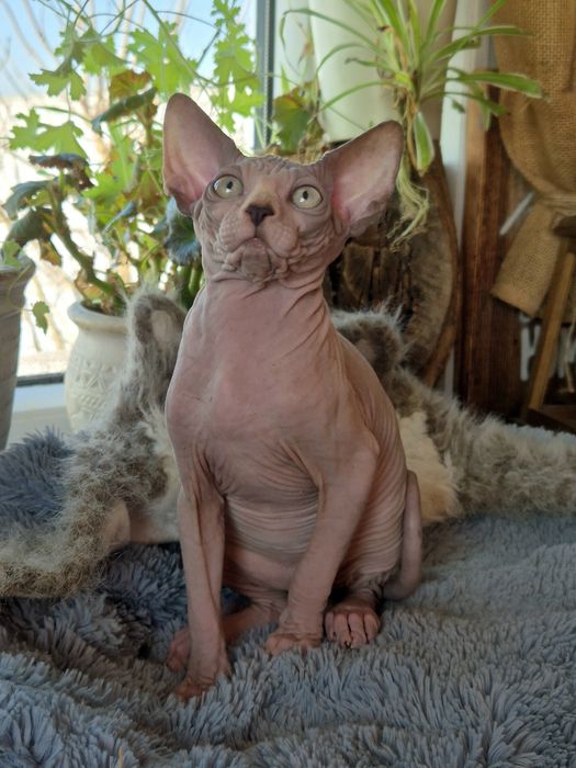 Sfinks Kanadyjski rodowód FPL