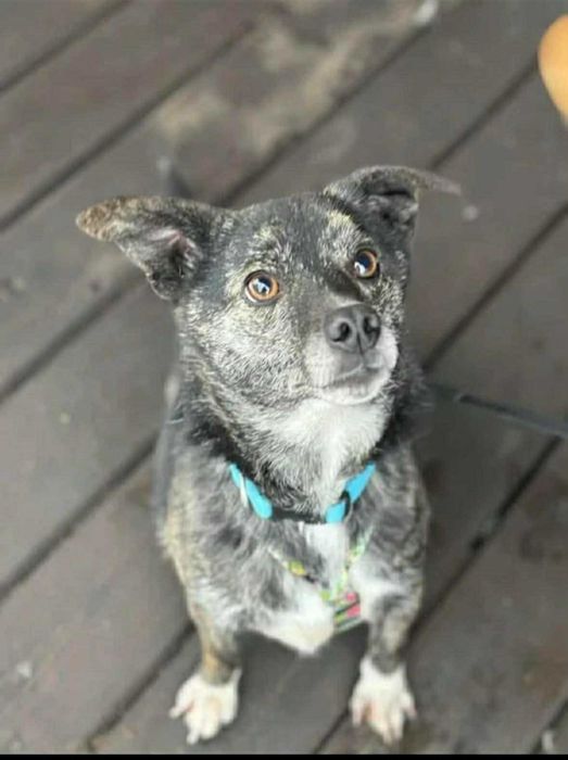 Niesamowicie przyjacielski psiak tyle lat czeka na dom