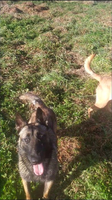 Малінуа Бельгійська вівчарка КСУ