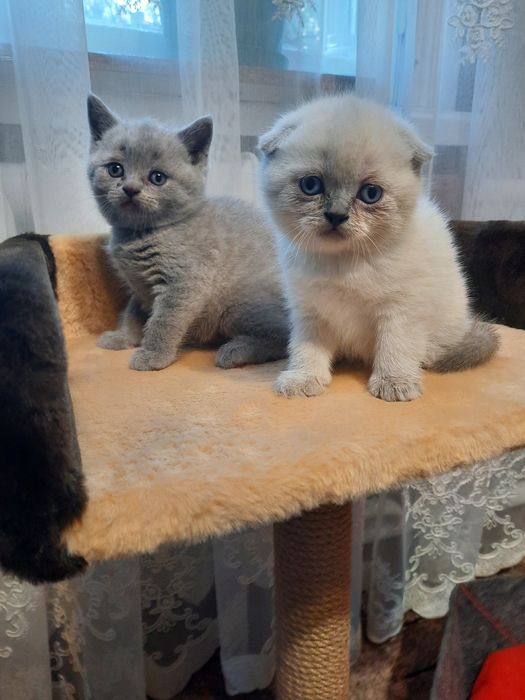 Хлопчик котик...