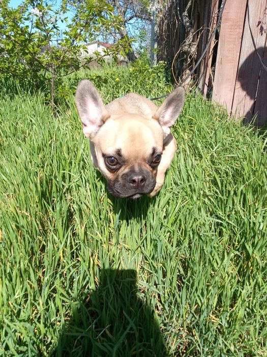 Ищем девочку для мальчика