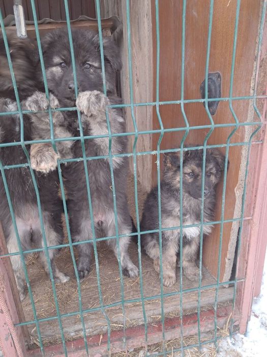 Цуценята вівчарки