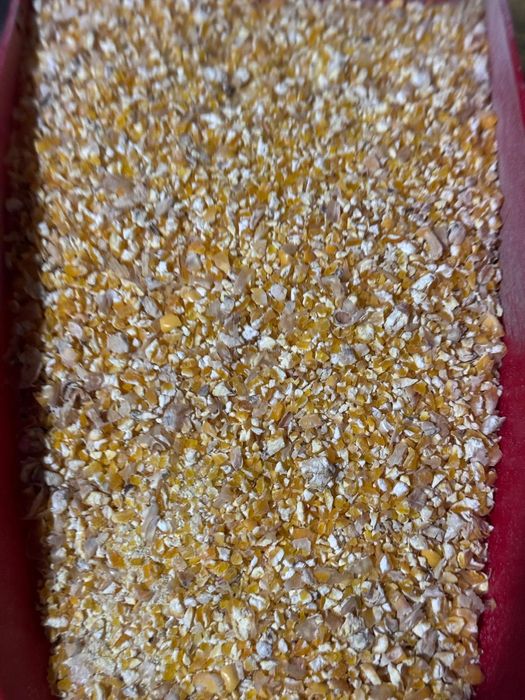 Kukurydza sucha gnieciona