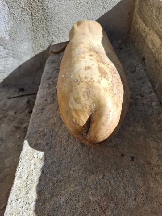 Cabaça muito bonita