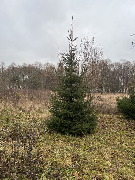 Ялинки на новий рік безкоштовно