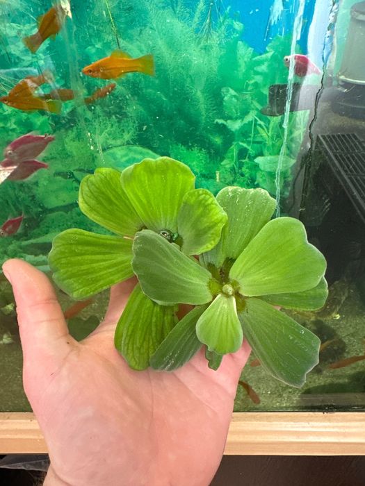 Пістія біофільтр для акваріума рослина водяний салат| водорості ставок