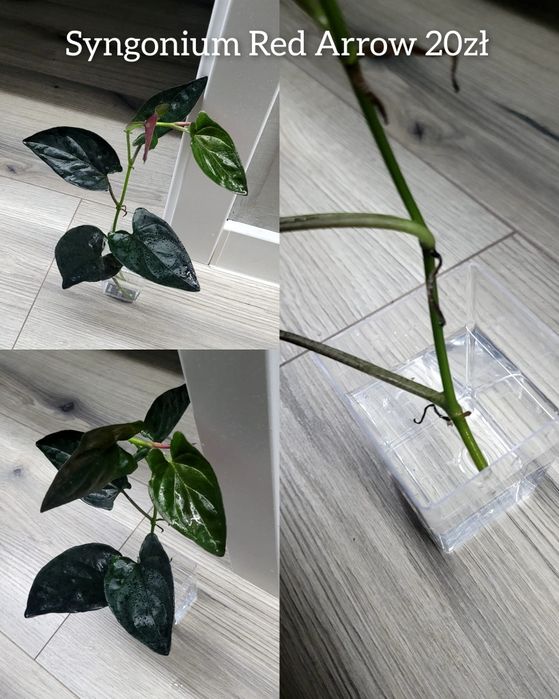 Sprzedam różne kwiatki unikaty