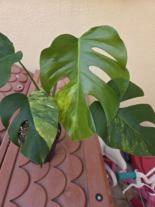 Monstera Aurea Variegata