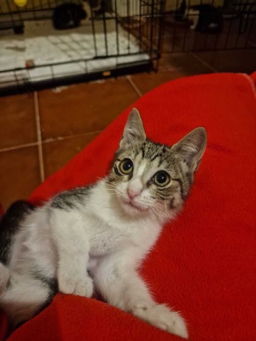 Gatinhos bebés para adoção consciente