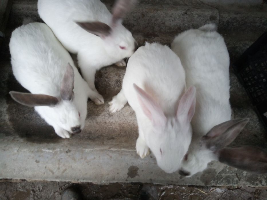 Кролі кролички мішаних порід