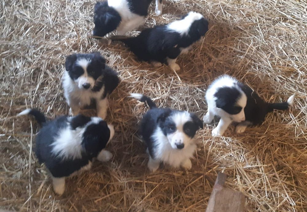 Border collie samiczka 8,5 tygodniowa z rodowodem.