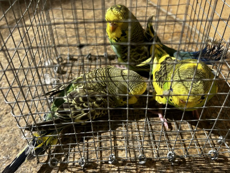 Perquitos Ingles varias mutações