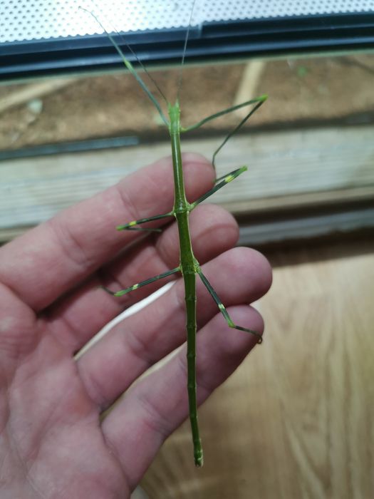 Patyczaki Lonchodiodes sp. Ilocos