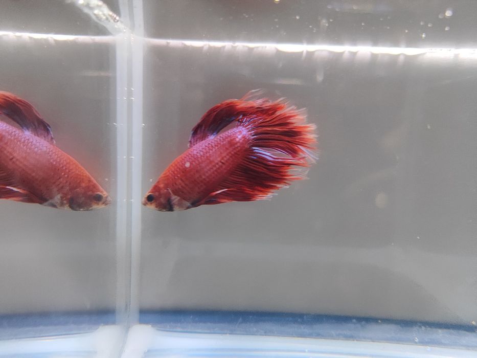 Bojownik wspaniały samiec