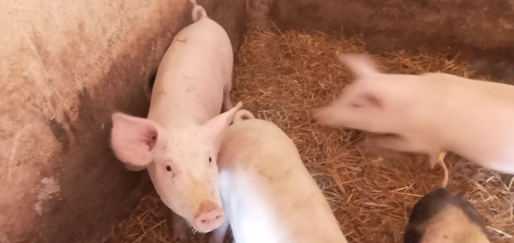 Продам кабанів на відгодівлю