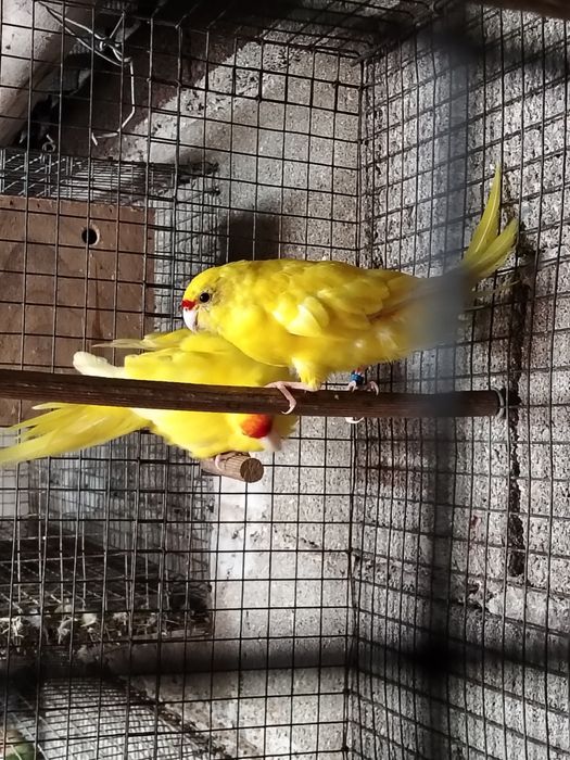 Várias Aves disponíveis