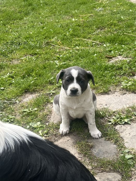 Oddam za darmo Pieski