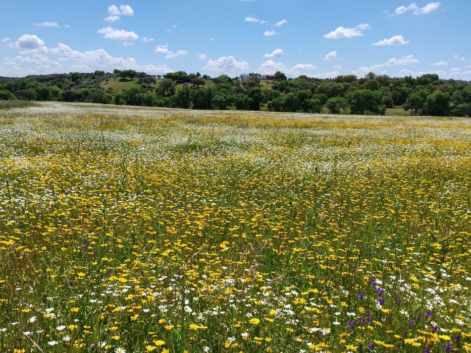 Propriedade junto a Estremoz