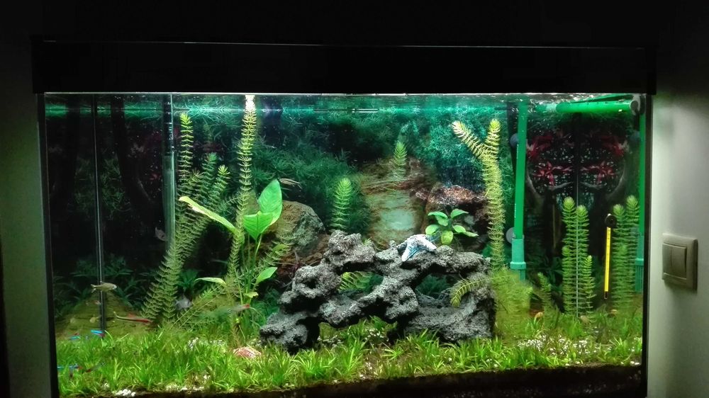 Aquario Ciano Emotions 100 (completo)