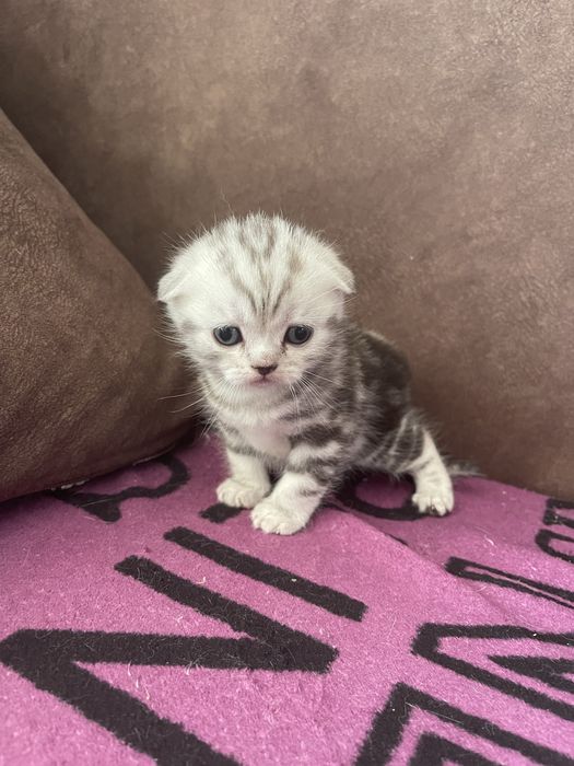 Шотландські кошенята