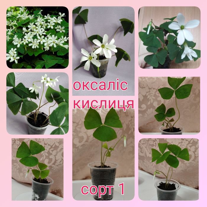 Кислица более 10 сортов оксалис ( добре утро, цветок счастья, клевер)