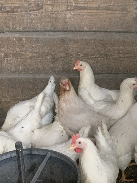 Kury, kokoszki 20 tyg