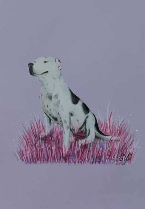 Retratos de animais de encomenda