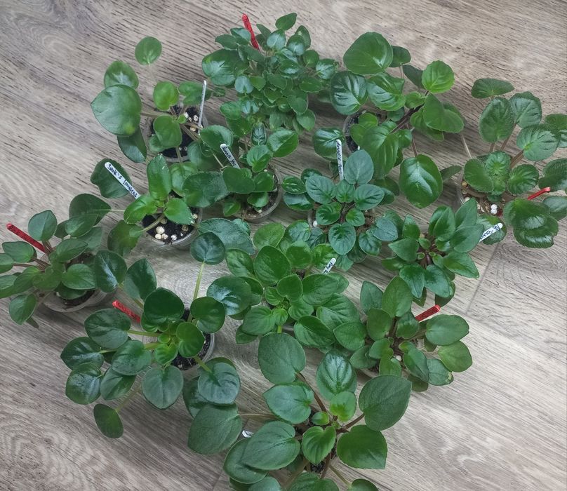 Сортові фіалки трейлери /  сортовые фиалки / фиалка