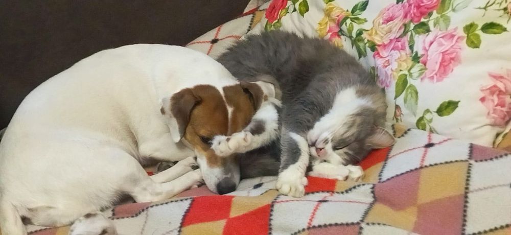 Джек Рассел безкоштовно