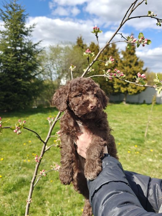 Lagotto Romagnolo czekoladowa dziewczynka