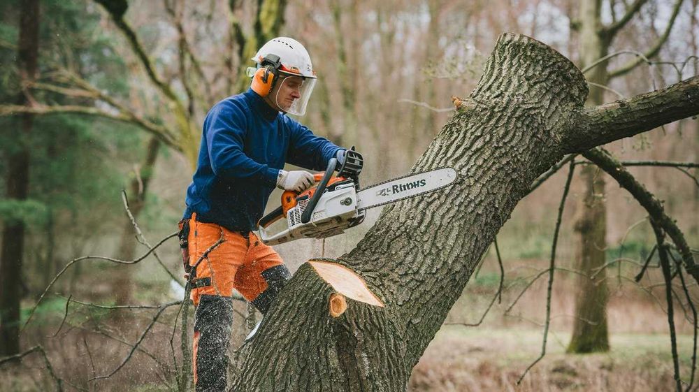 Пропонуємо послуги з обрізки дерев, видалення гілок та стовбурів.