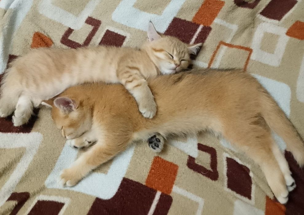 Малюки Британська Золота Шиншила