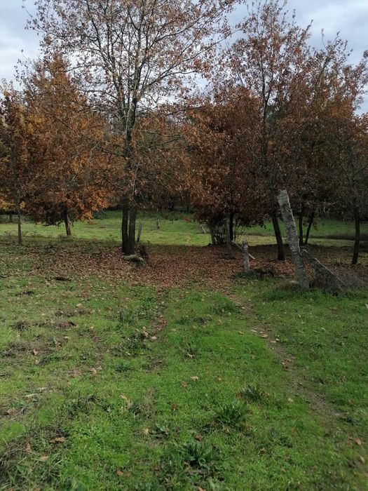 Quinta agrícola 20 000 m2 Cabanas de Viriato